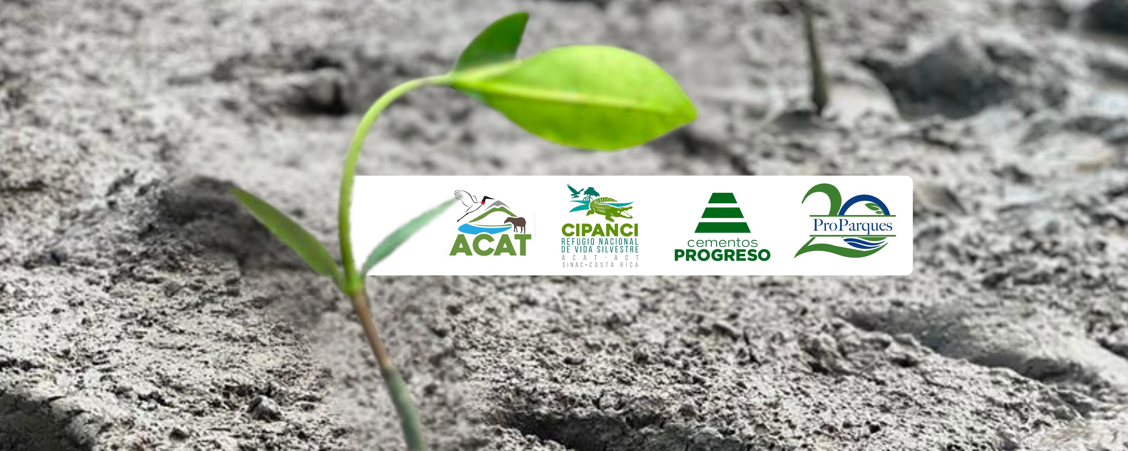 En alianza con Cementos Progreso, ProParques apoya la restauración de los manglares del Refugio Nacional de Vida Silvestre Cipancí